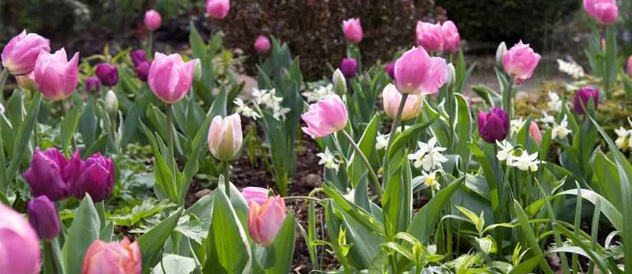 5 conseils pour planter vos bulbes de fleurs