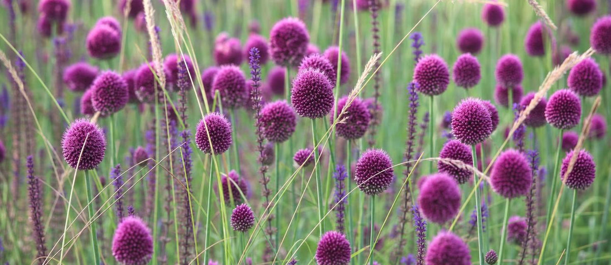 Un jardin rempli d'Alliums !