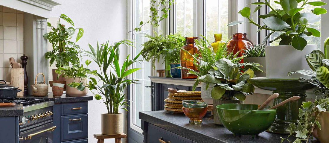 Des ensembles plantes+pots pour embellir votre intérieur