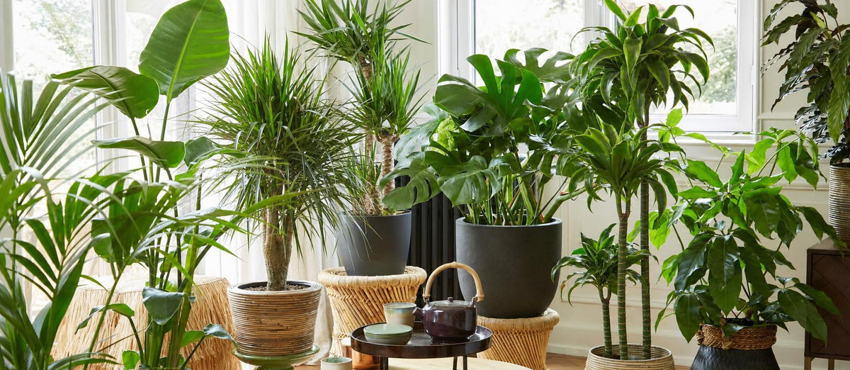 Les grandes plantes d'intérieur: star dans toutes les pièces