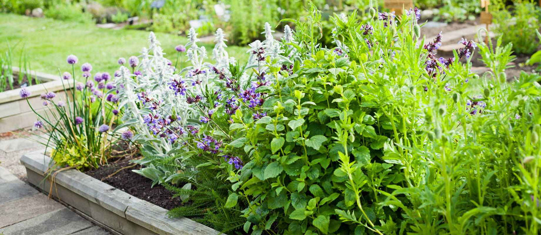 Un jardinet d’herbes aromatiques