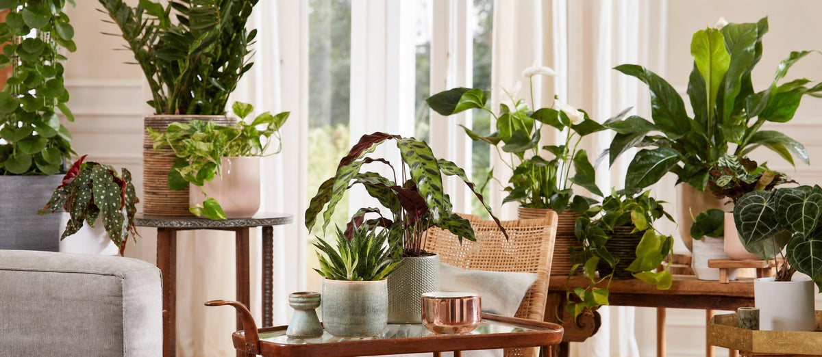 Vous souhaitez relooker votre intérieur ? Pensez à ces huit tendances en plantes d'intérieur !