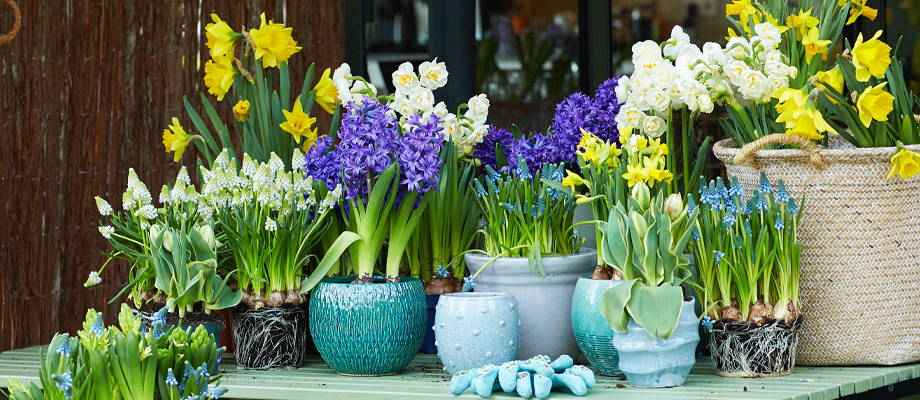 La plantation des bulbes de fleurs en pot