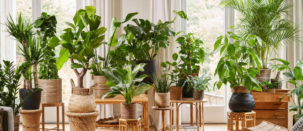 Les 8  plantes d'intérieur tendance en 2022