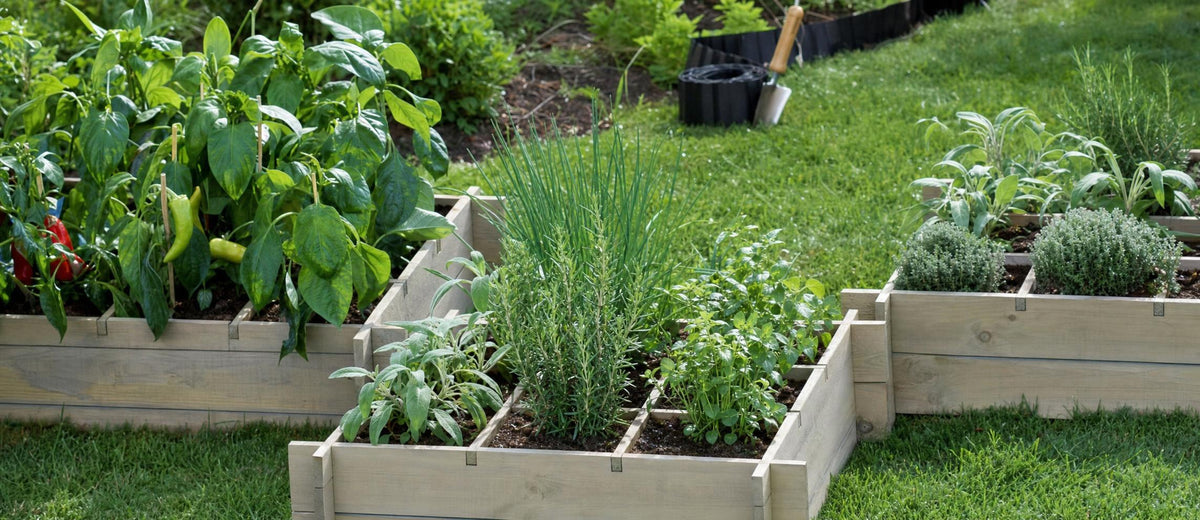 Régalez-vous avec vos propres fruits et légumes du jardin