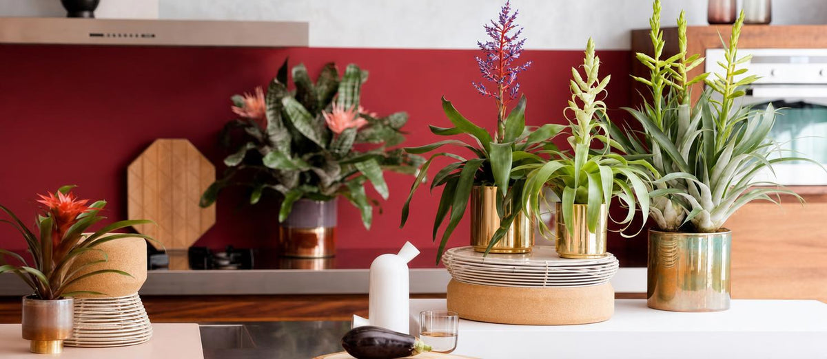 Égayez votre bureau avec ces plantes d'intérieur tropicales