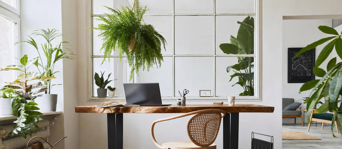 Jouer avec la verdure dans de petits espaces intérieurs