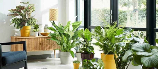 Notre top 10 des plantes purificatrices d’air