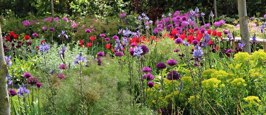 Nos 5 packs de bulbes à fleurs pré-sélectionnés favoris