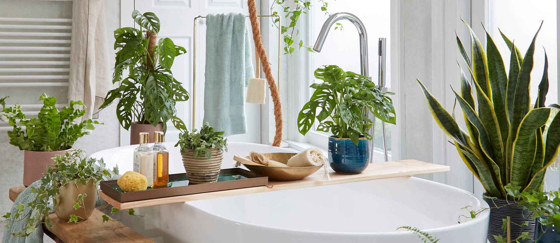 5 plantes parfaites pour votre salle de bain