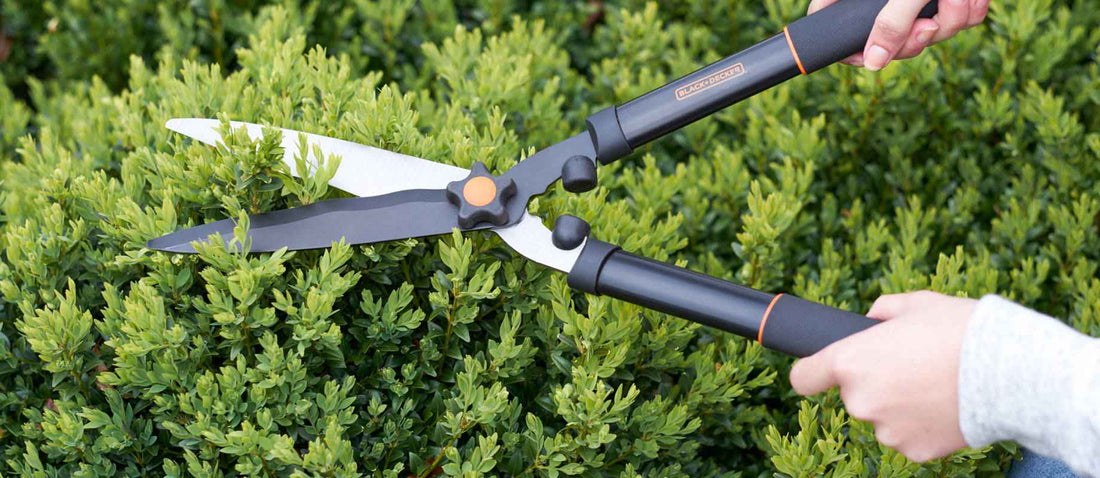 Tailler le buis (Buxus Sempervirens)