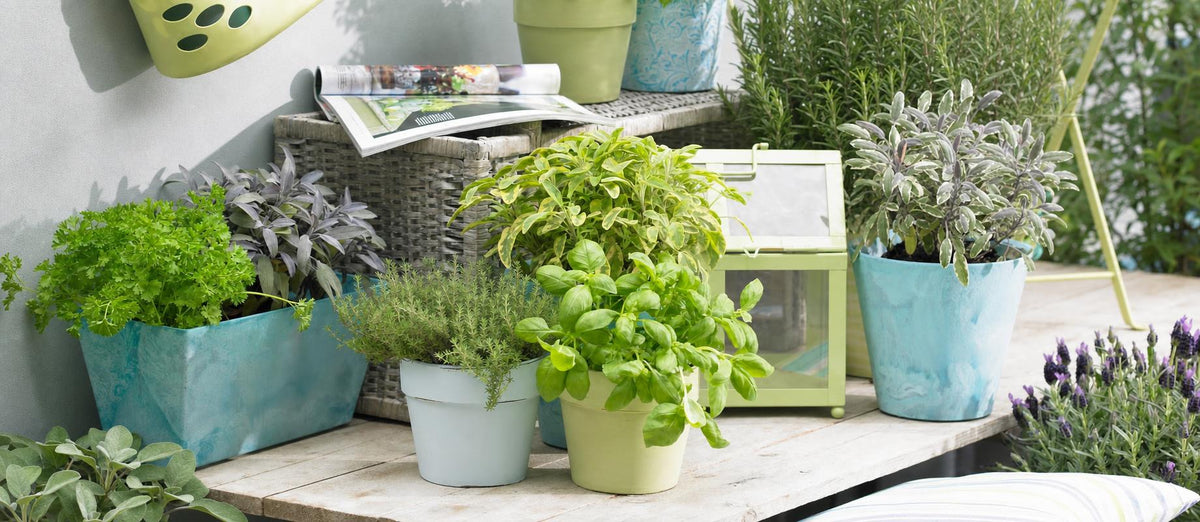 Faites poussez vos herbes aromatiques en pot!