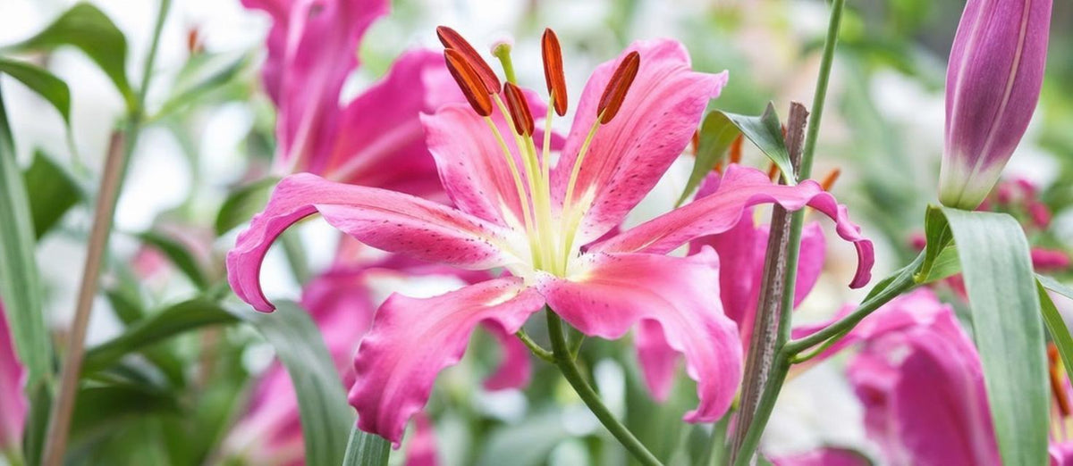 La plantation des lys