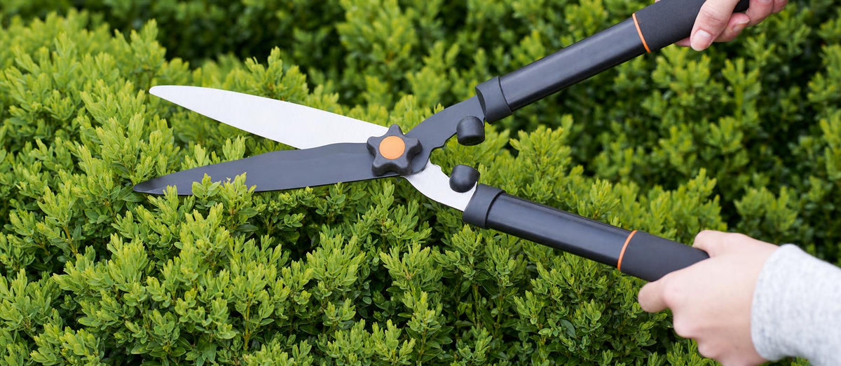 Tailler le buis (Buxus Sempervirens)