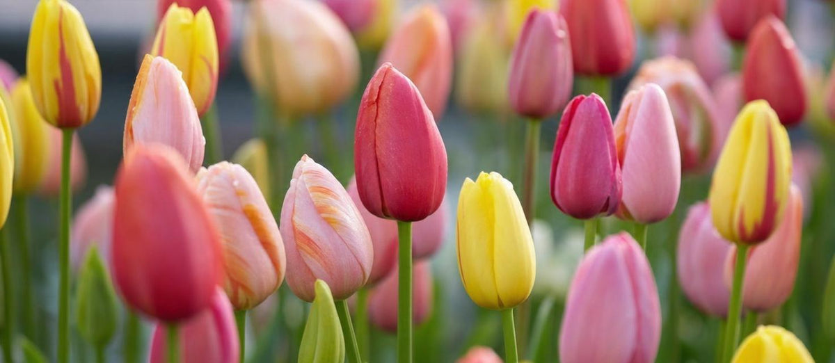 Tout ce qu'il faut savoir sur les tulipes!