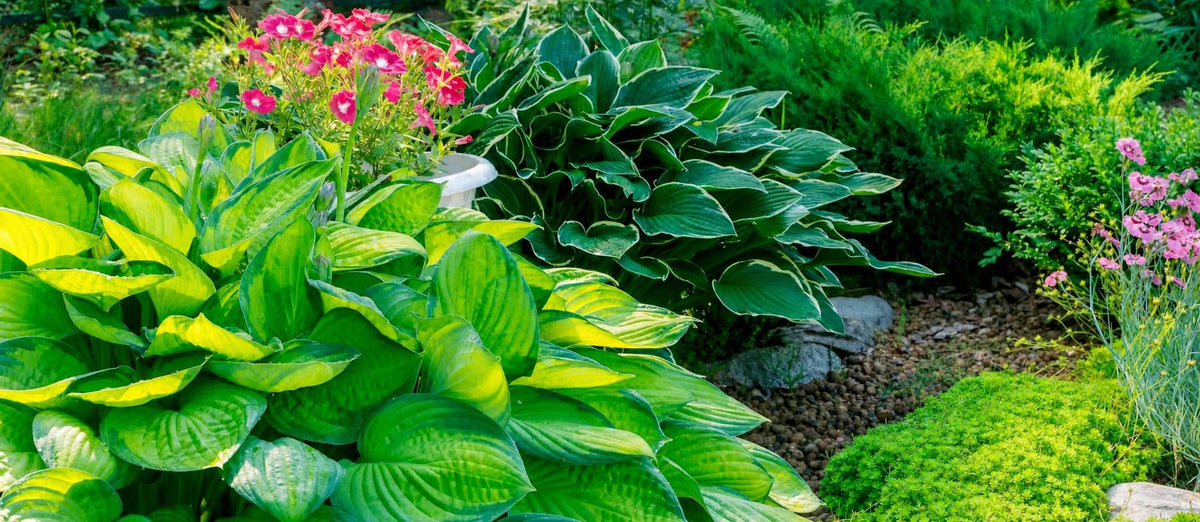 Qu'est-ce que le pH du sol et à quoi sert-il ?