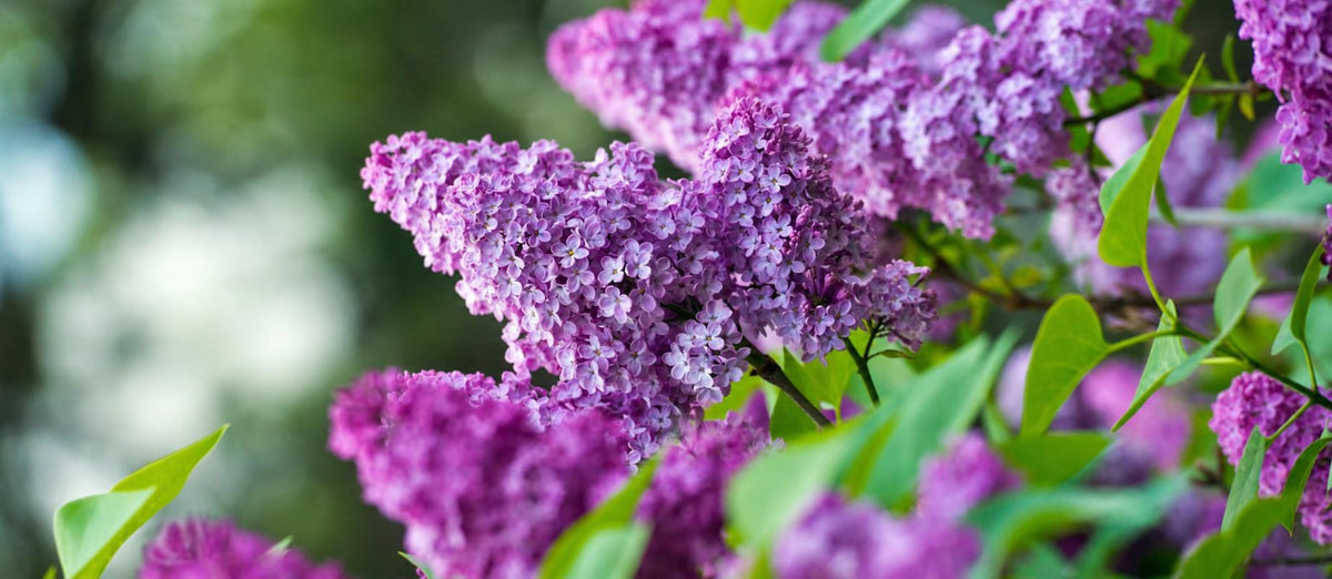Quand et comment tailler le Lilas