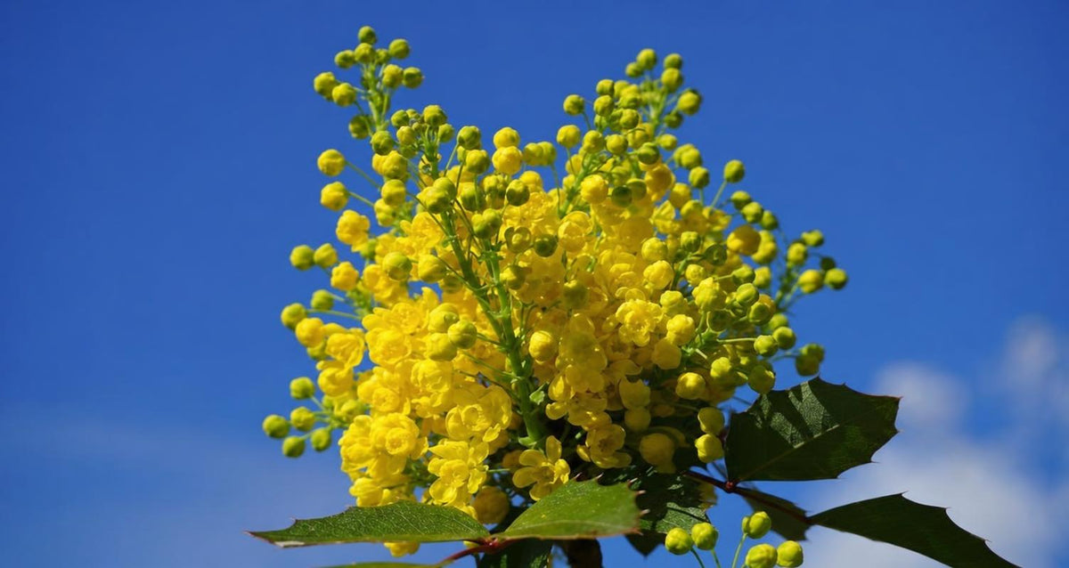 Quand et comment tailler le Mahonia ?