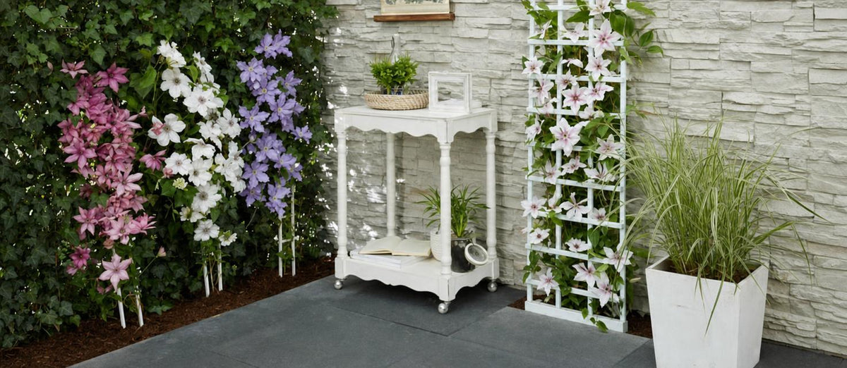 Plantation et soin des plantes grimpantes