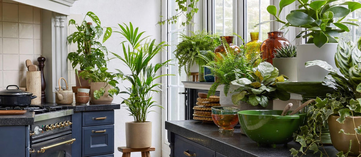 Des ensembles plantes+pots pour embellir votre intérieur