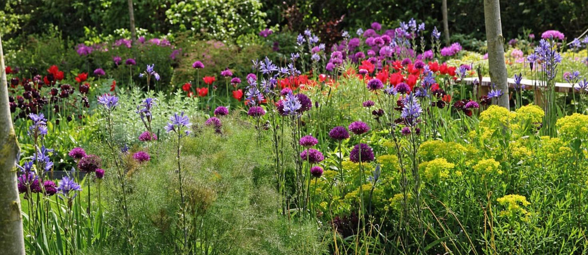 Nos 5 packs de bulbes à fleurs pré-sélectionnés favoris