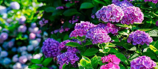 Tailler les Hortensias