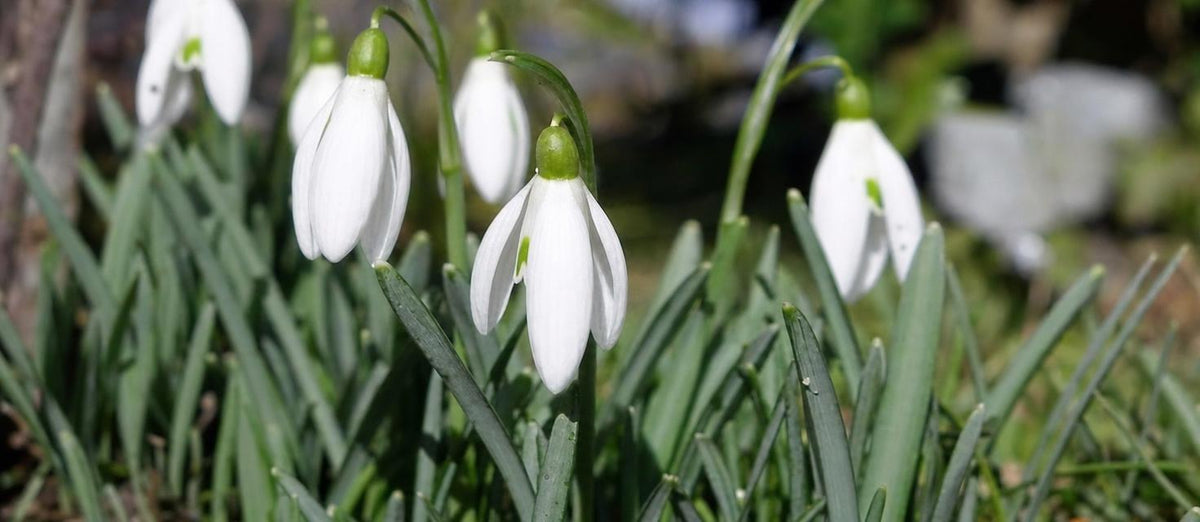La naturalisation des bulbes de fleurs et des plantes