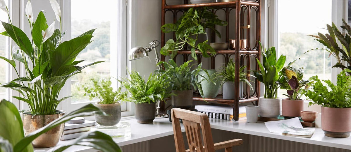 Les avantages des plantes purificatrices d'air