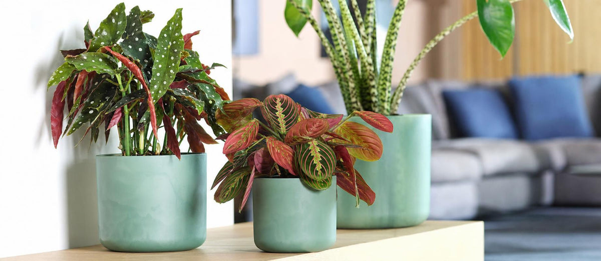 Les plantes d'intérieur les plus originales
