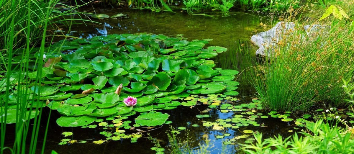 Comment garder votre  bassin propre et clair?