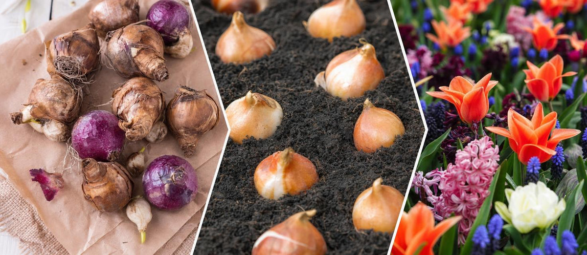 Plantation des bulbes à fleurs, rien de plus facile