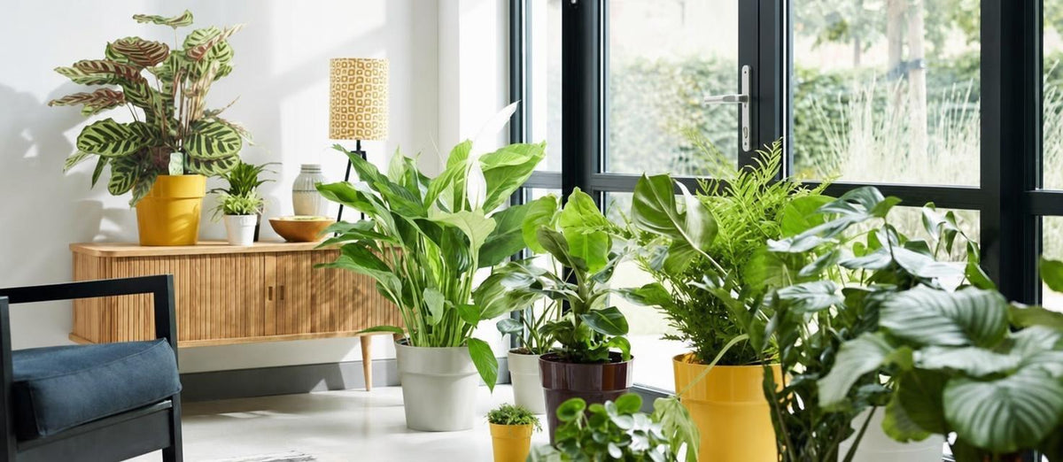 Notre top 10 des plantes purificatrices d’air
