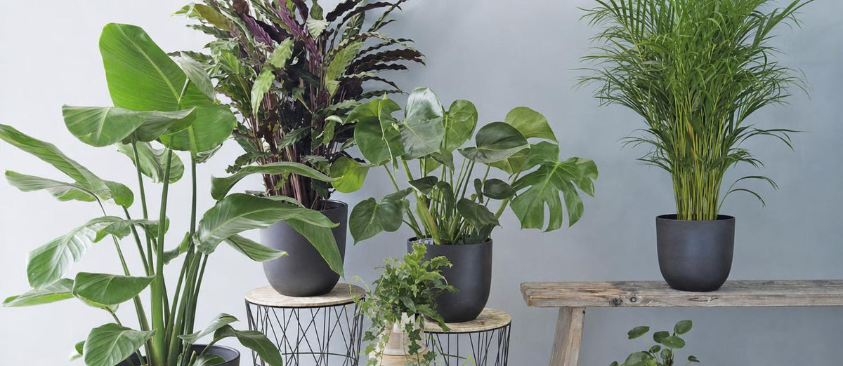 Nos 12 plantes d’intérieur les plus populaires