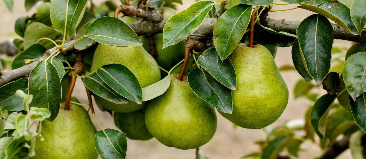 Tailler le poirier (Pyrus communis)