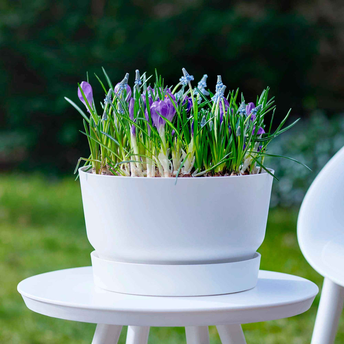 Bulbes de fleurs en pot
