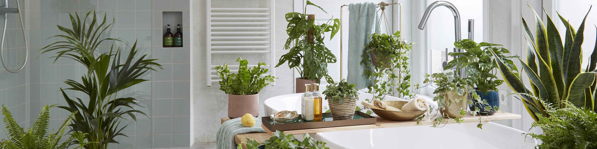 Plantes de salle de bain