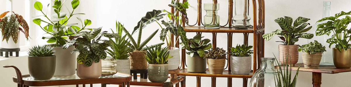 Petites plantes d'intérieur