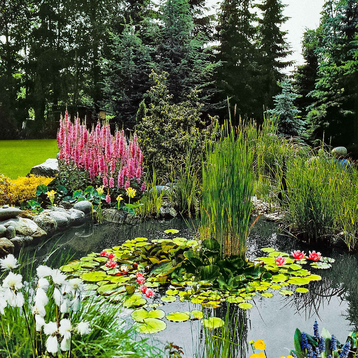 Plantes oxygénantes