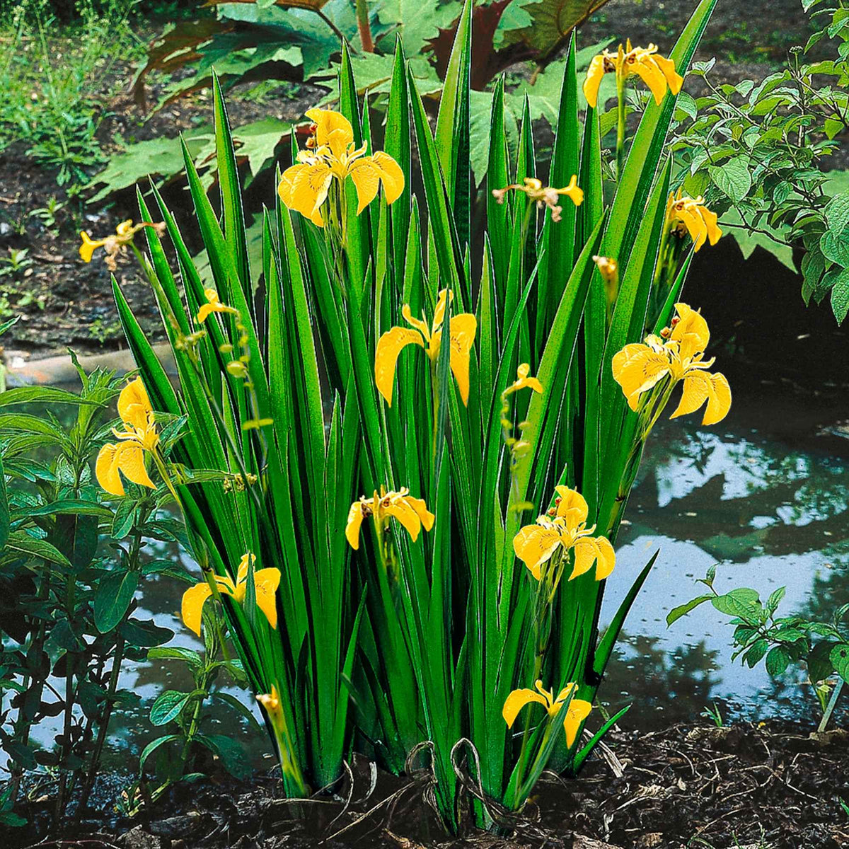 Plantes de berge