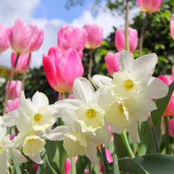 Bulbes à fleurs