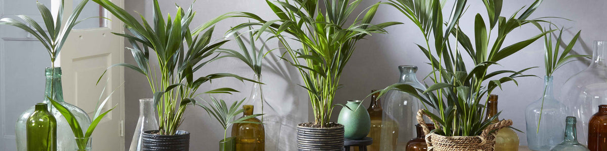 Howea belmoreana - Howea de Belmore