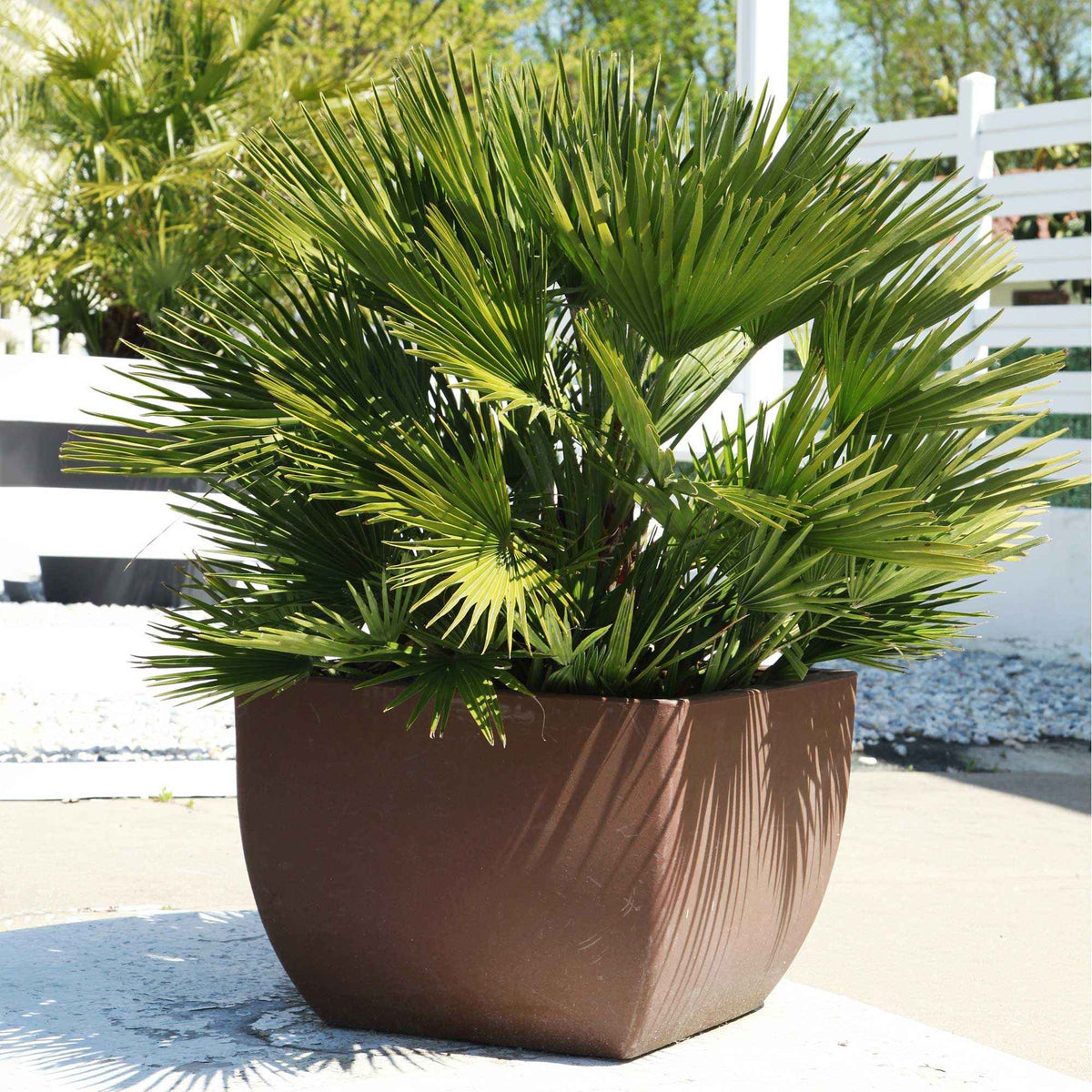 Nouvelles plantes d'extérieur