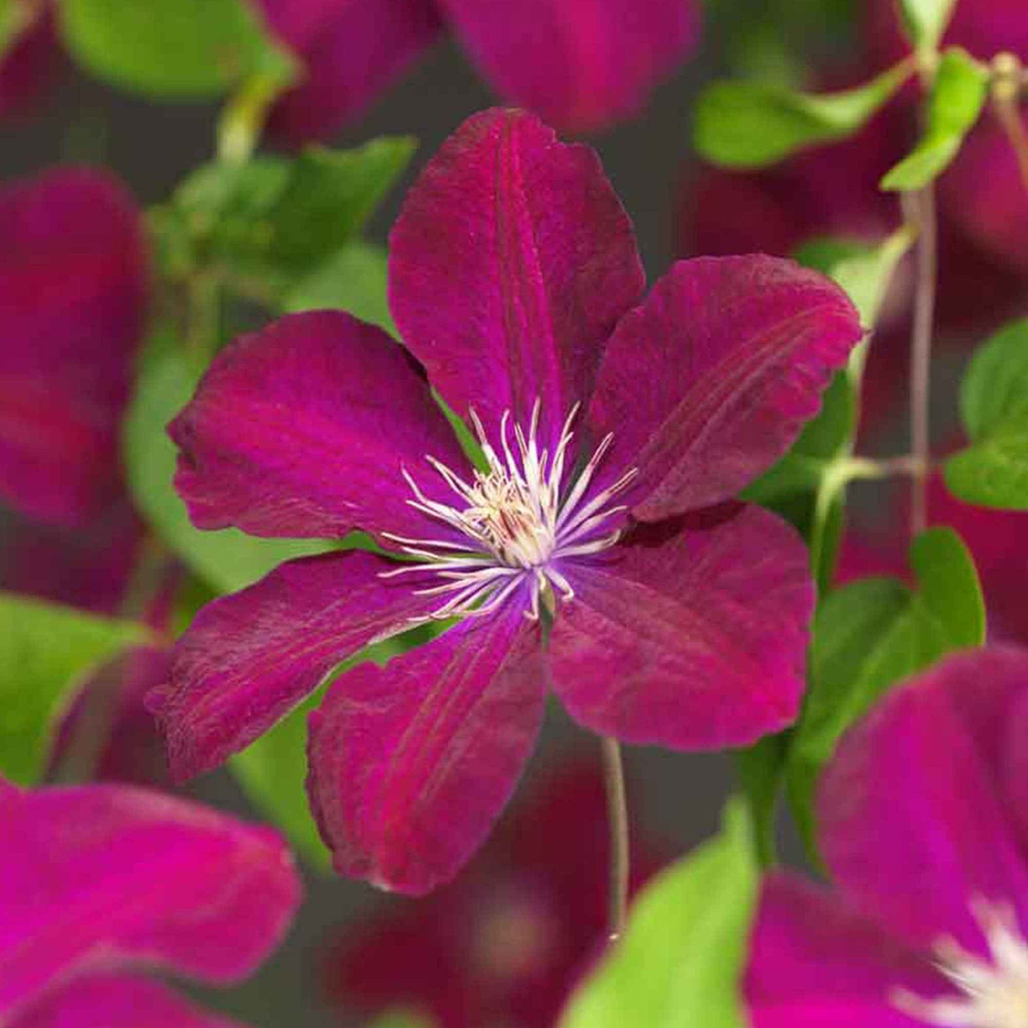 Alcea - Rose trémière