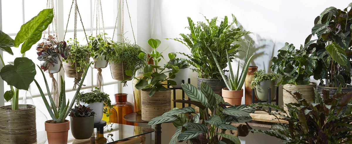 Plantes d'intérieur avec cache-pot 2