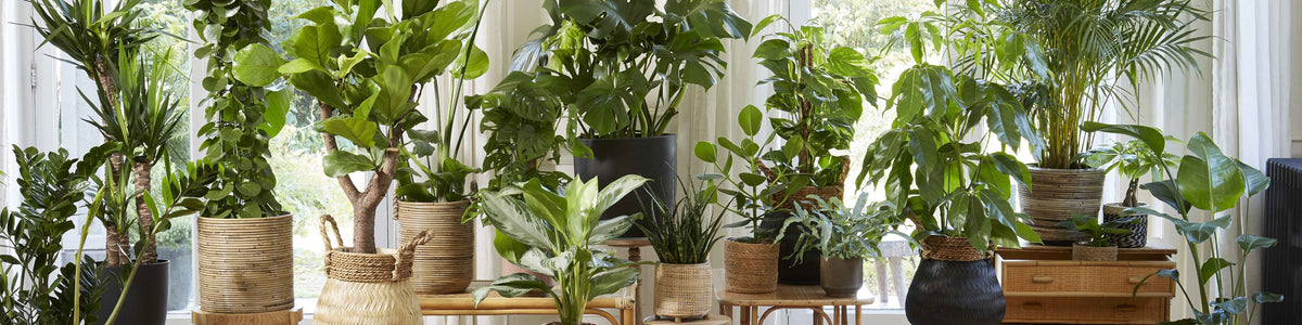 Toutes les plantes d'intérieur