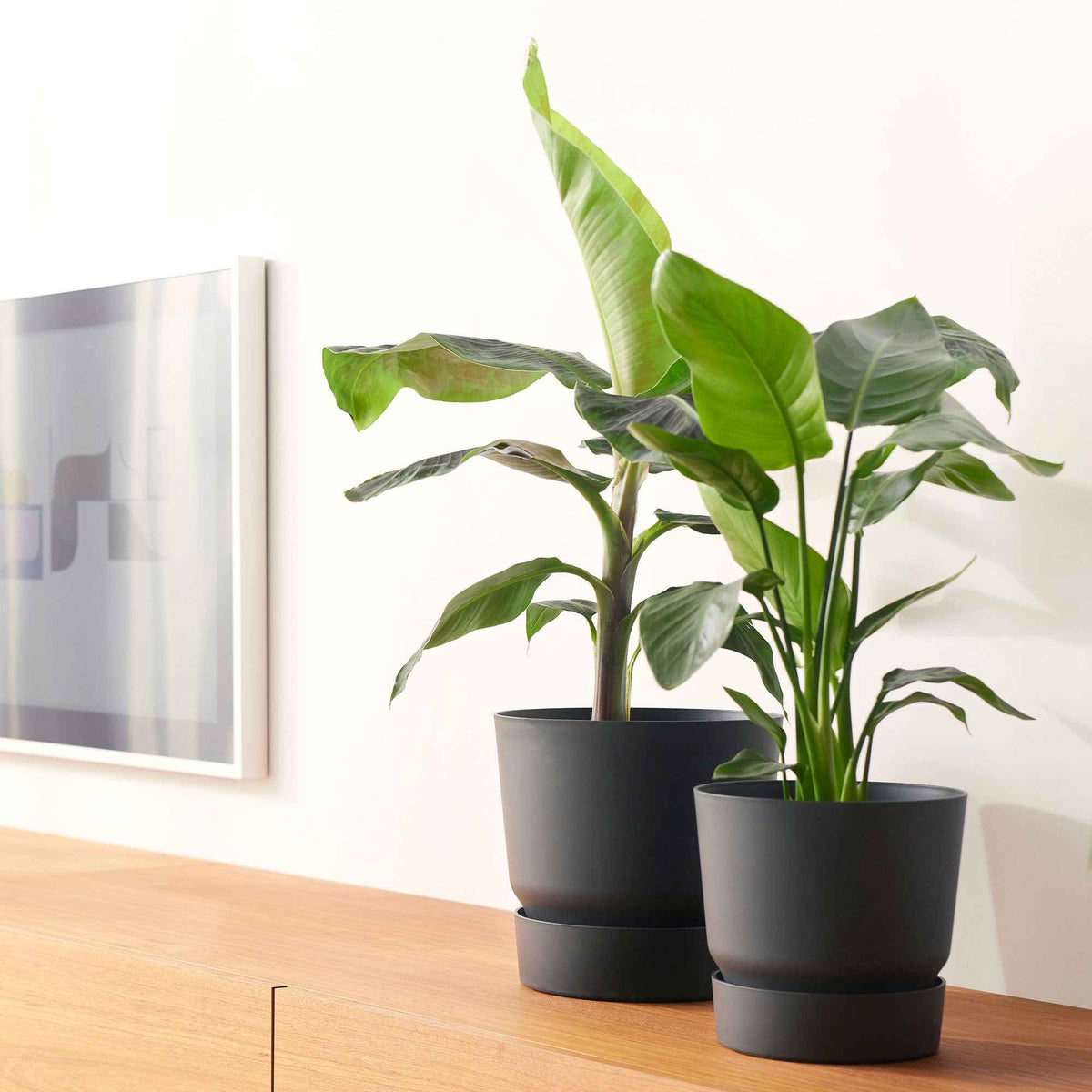 Nouvelles plantes d'intérieur