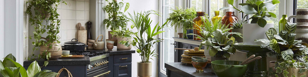Plantes de maison