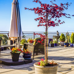 Plantes de terrasses et balcons