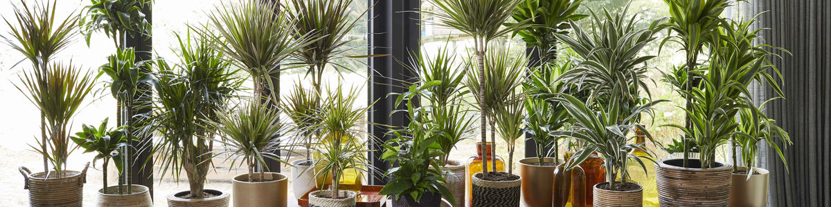 Dracaena