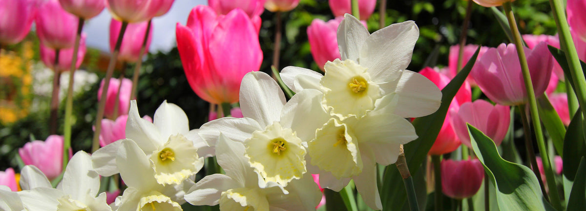 Bulbes à fleurs